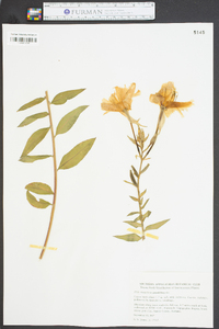 Oenothera grandiflora image