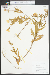 Oenothera tetragona image