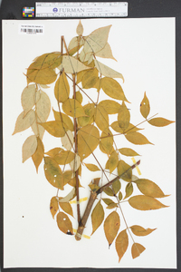 Aralia spinosa image