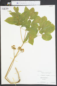 Aralia nudicaulis image