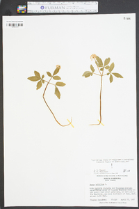 Panax trifolium image