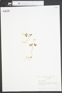 Panax trifolium image