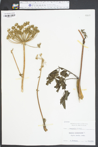 Angelica venenosa image