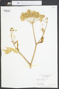 Angelica triquinata image