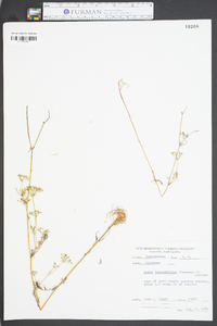 Cyclospermum leptophyllum image