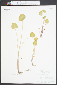 Centella asiatica image