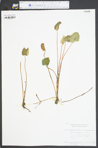 Centella asiatica image