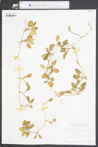 Centella asiatica image
