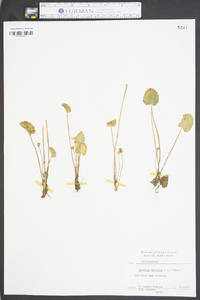 Centella asiatica image