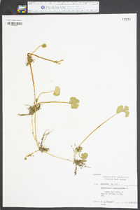 Hydrocotyle ranunculoides image