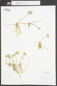 Hydrocotyle umbellata image