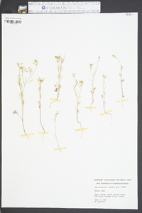 Spermolepis echinatus image