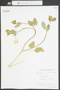 Thaspium trifoliatum image