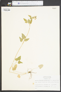 Thaspium trifoliatum var. aureum image