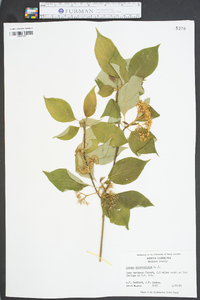 Cornus alternifolia image