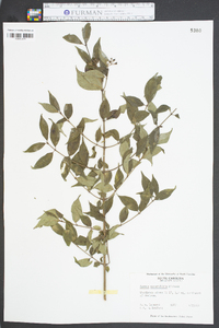 Cornus asperifolia image