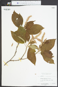 Clethra acuminata image