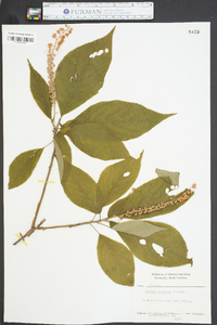 Clethra acuminata image