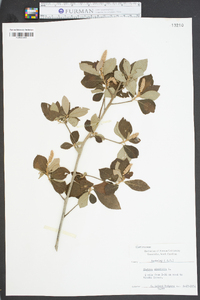 Clethra alnifolia image