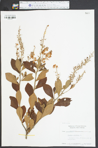 Clethra alnifolia image