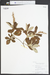 Clethra alnifolia image