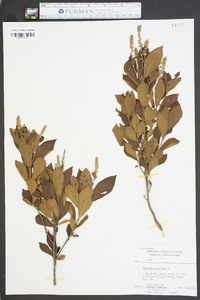 Clethra alnifolia image