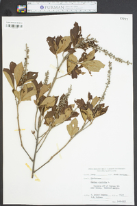 Clethra alnifolia image