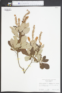 Clethra alnifolia var. tomentosa image