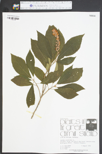 Clethra alnifolia image