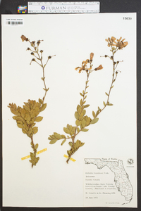 Bejaria racemosa image