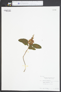 Kalmia polifolia image