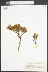 Leiophyllum lyonii image