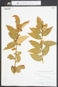 Leucothoe axillaris var. axillaris image