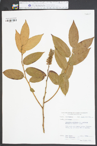 Leucothoe axillaris var. editorum image