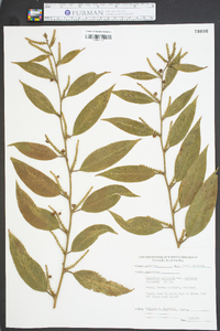 Leucothoe axillaris var. editorum image