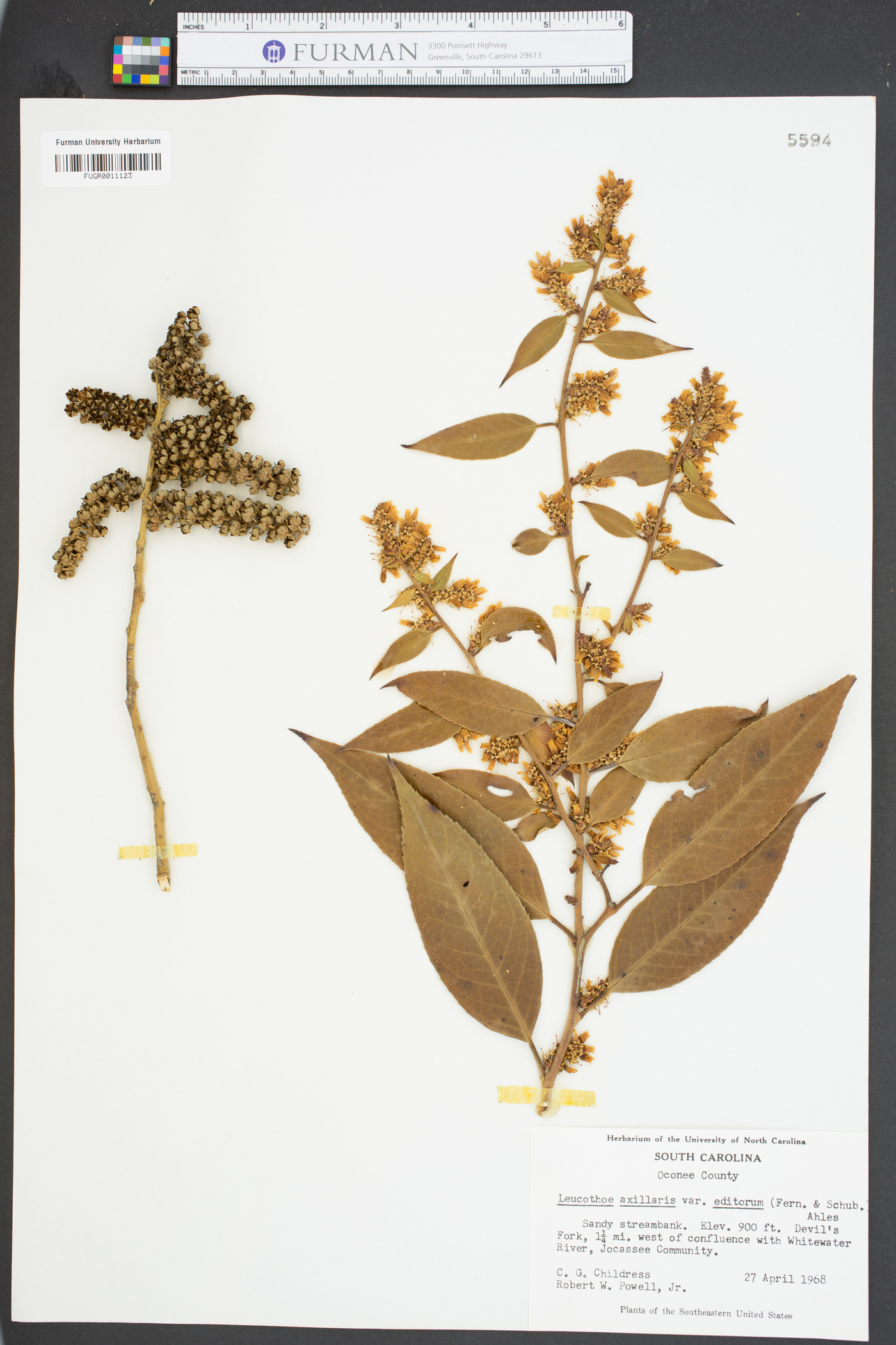 Leucothoe axillaris var. editorum image