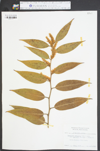 Leucothoe axillaris image