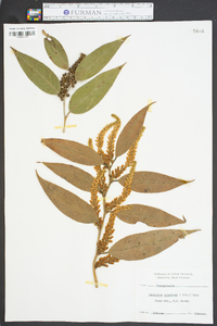 Leucothoe catesbaei image