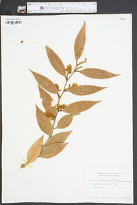 Leucothoe catesbaei image