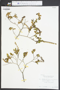 Leucothoe racemosa image