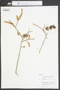 Leucothoe recurva image