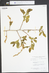 Leucothoe recurva image