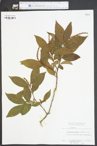 Leucothoe recurva image