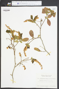 Leucothoe recurva image