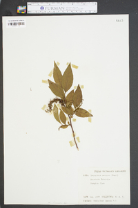 Leucothoe recurva image