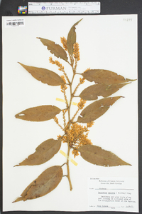 Leucothoe recurva image