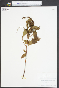 Leucothoe recurva image