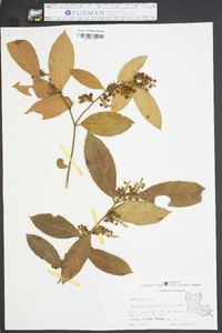 Leucothoe axillaris image