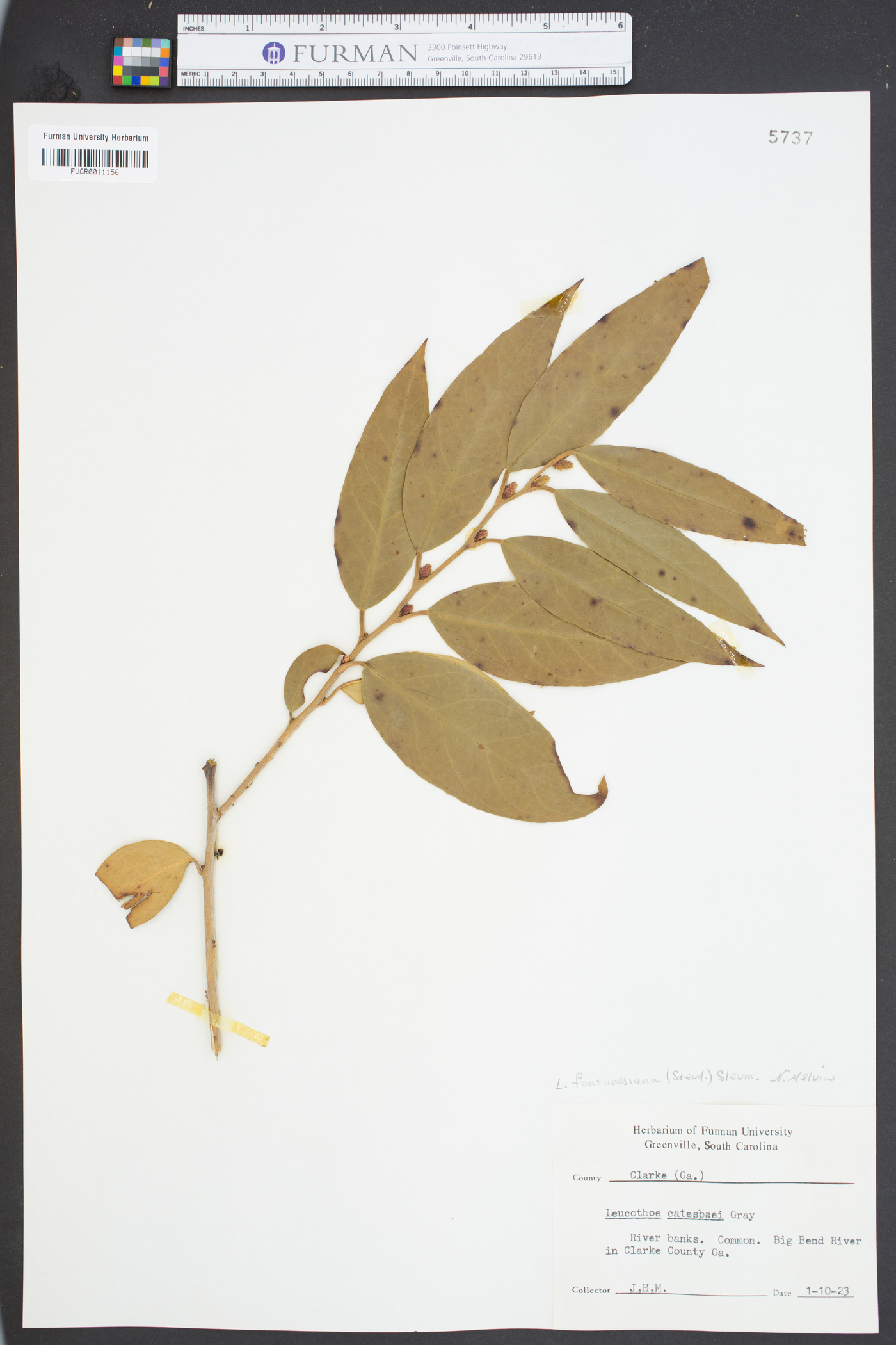 Leucothoe catesbaei image