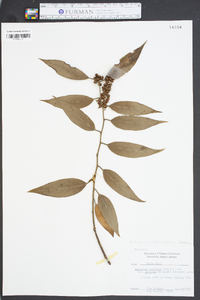 Leucothoe fontanesiana image